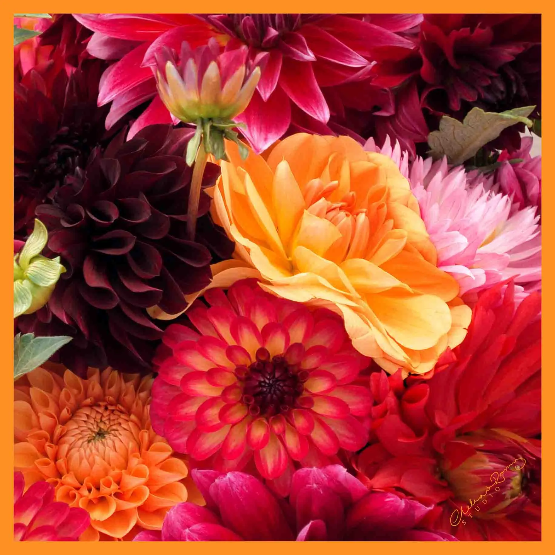 Clelia & Romy Studio Pink/orange large flowers  CM542-1 90cm